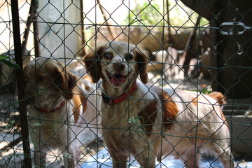 refuge de chien