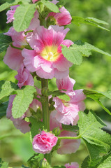 Althaea rosa flowers closeup in garden 