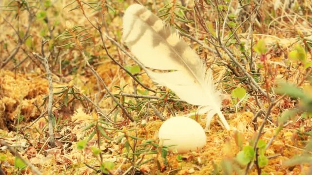 nest of marsh owl in raised bog on bed of moss, among rosemary (movies separated egg and feathers)
