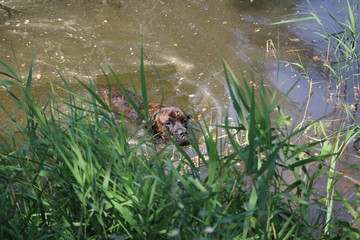 chien nagant cane corso