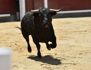 toro