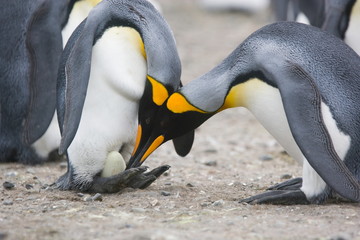 King penguins inspect an egg on the feet of an incubating penguin - obrazy, fototapety, plakaty