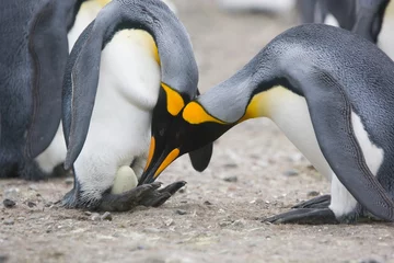 Schilderijen op glas King penguins inspect an egg on the feet of an incubating penguin © willtu