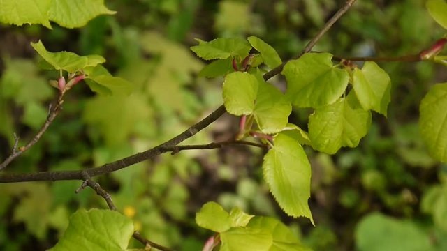 Green, fresh leaves Lime tree linden Tilia natural background forest in spring. Static camera. 1080 Full HD video footage. Tilia