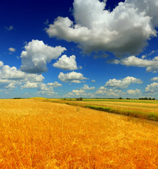 Wheat field against a blue sky