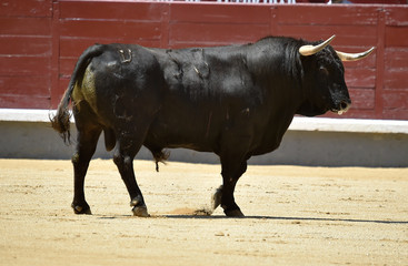 toro
