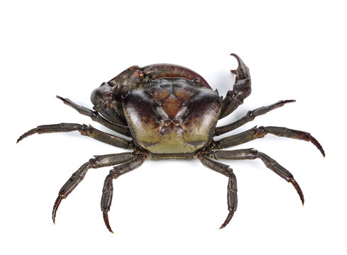 crab on white background.