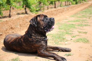 chien cane corso dans un domaine viticole