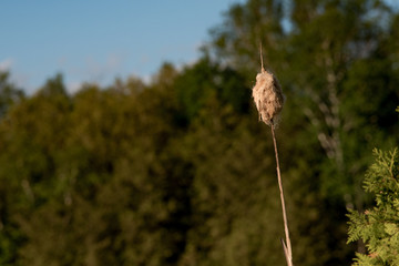 Cat tail