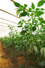 Obraz premium Green pepper grown in greenhouses