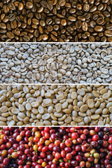 coffee processing
