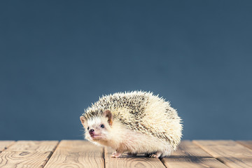 ハリネズミ © beeboys