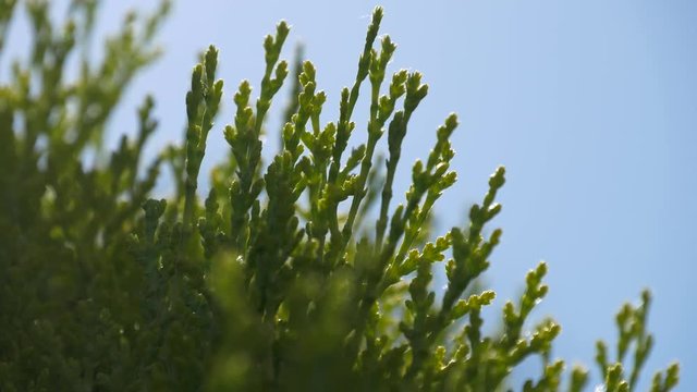 Coniferous evergreen tuya with small leaves and flowers. Macro Close up of fresh green plant and nature.