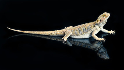 フトアゴヒゲトカゲ