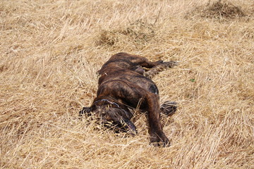 chien cané corso dans la nature : molosse