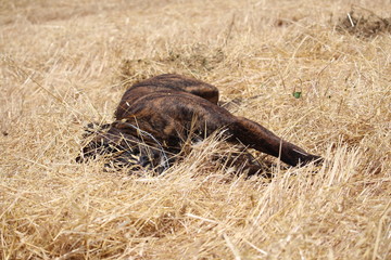 chien caché dans le blé