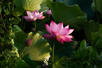 pink lotus flower