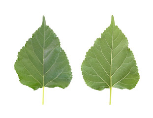 Green leaves of Mulberry or leaf tropical trees in Thailand.
