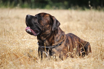 chien allongé dans un champs de foin cane corso