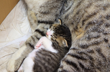 Cute little kitten sleeping with her mother