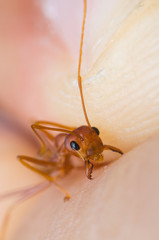 red ant biting human hand skin.