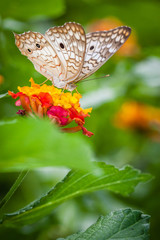 Butterfly on the flower