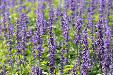 Fototapeta premium Fresh Lavender flower in the garden.