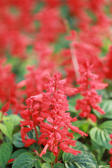 Red salvia flower are blooming.