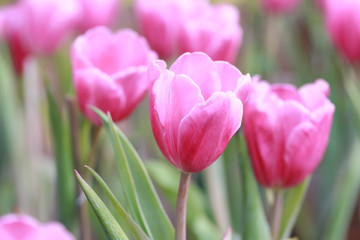 Bright Pink tulips blossoming.