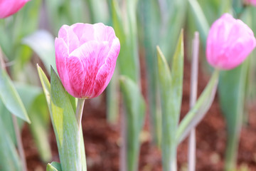 Bright Pink tulips blossoming.