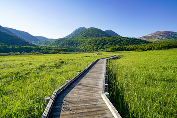 初夏のタデ原湿原