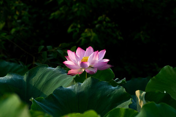 pink lotus flower