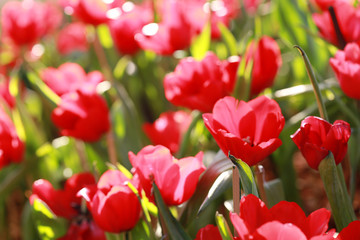 Fototapeta premium Bright red tulips blossoming.