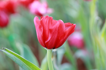 Bright red tulips blossoming.