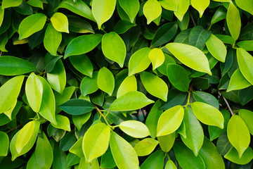 Green Leaf Background Texture