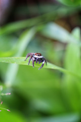 Spider jumping on green leaf.