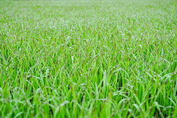 Green Grass With Early Morning Dew Drops - Bokeh In Background