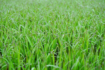 Fototapeta premium Green Grass With Early Morning Dew Drops - Bokeh In Background