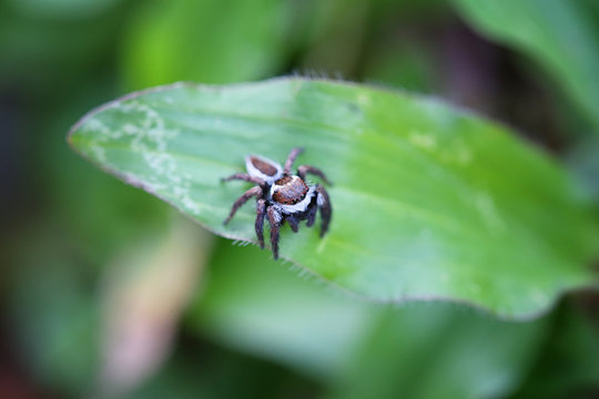 Spider jumping on green leaf.