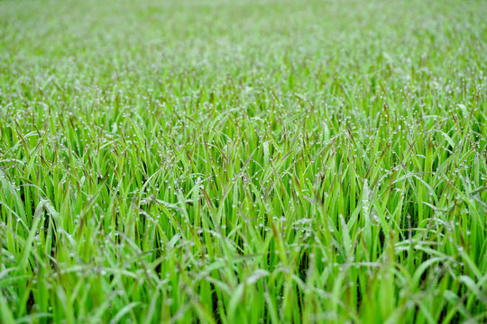 Fresh Grass With Dew Drops