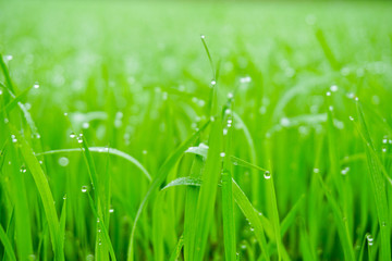 Fresh grass with dew drops close up
