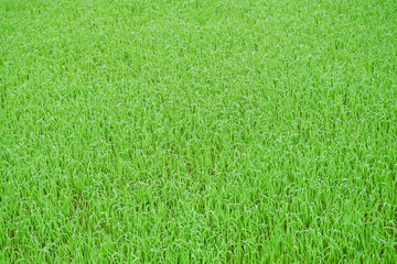 Green grass background