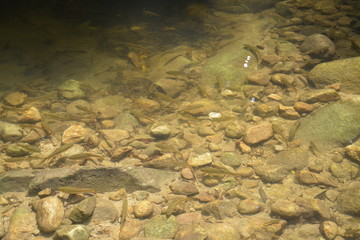 The integrity of nature