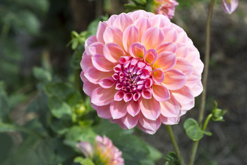 Pink Hillier Tanunda Dahlias - Right Side