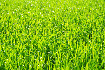 Water drops on the green grass background (dew)
