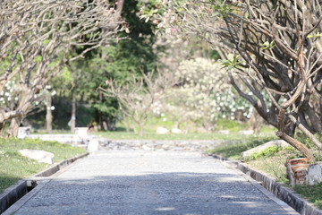 Streets and paths in the flower garden.