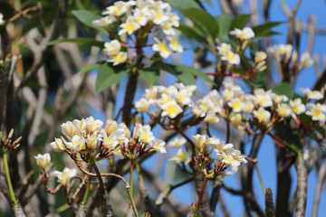 Plumeria flower bloom in the garden.