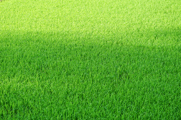 field of green grass and sunlight