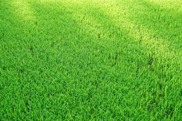 field of green grass and sunlight