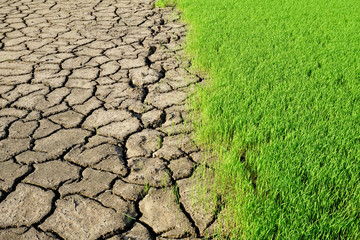 Environment - fresh green grass and dried earth
